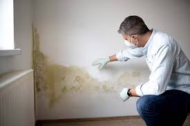 Best Basement Mold Removal  in La Cresta, CA